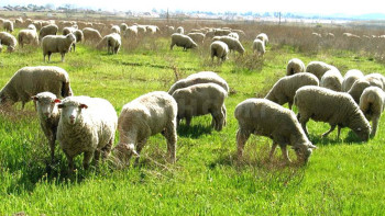 Фотография к новости: Түркістан облысында  «Қолжетімді жайылым» жобасы басталды