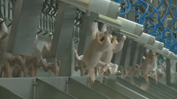 Фотография к новости: Өзінде барды ұқсата алмаған Павлодар облысы құс етін сырттан тасуға мәжбүр