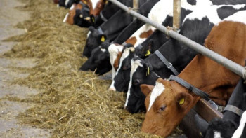 Фотография к новости: АШМ: Соңғы 10 жылда елімізде ірі қара малдың саны артты