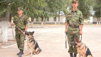 Фотография к новости: Былтыр үйретілген иттердің көмегімен кісі өліміне қатысты 55 қылмыс ашылды - ІІМ