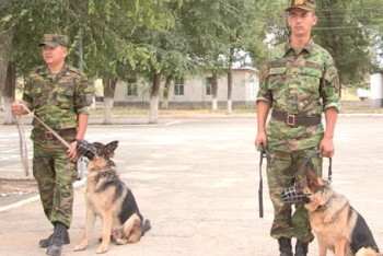 Фотография к новости: Былтыр үйретілген иттердің көмегімен кісі өліміне қатысты 55 қылмыс ашылды - ІІМ