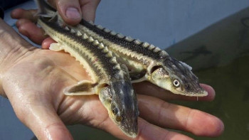Фотография к новости: Маңғыстауда бекіре және уылдырық өсіретін балық кешенін салу жоспарланып отыр