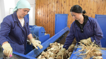 Фотография к новости: Қызылшаның жыры – шаруалардың мұңы