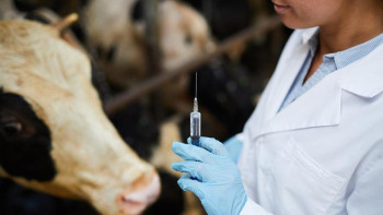 Фотография к новости: Ветеринардың заңмен белгіленген мәртебесі жоқ