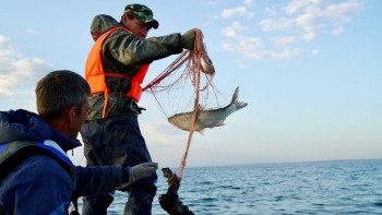 Фотография к новости: Маңғыстауда балық өсіруге 20 млн теңге  қаражат бөлінді