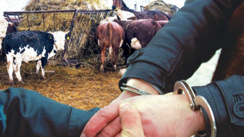 Фотография к новости: Мазаны алған мал ұрлығы