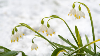 Фотография к новости: Наурыз мейрамында ауа райы қандай болады