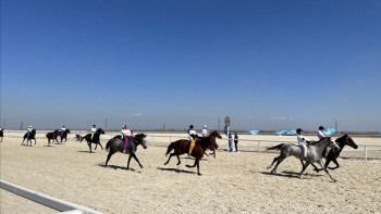 Фотография к новости: Шымкентте аламан бәйге өтіп, Арлан деген сәйгүлік топ жарды