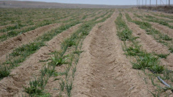 Фотография к новости: Павлодарда көктемгі дала жұмыстарына 23 мың тонна жанар-жағармай бөлінді