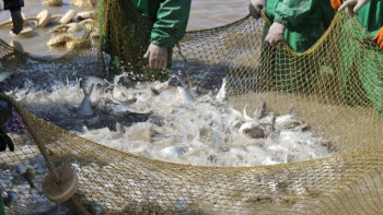 Фотография к новости: Маңғыстауда балық өсірудің жаңа әдістері ұсынылды