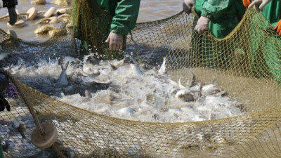 Маңғыстауда балық өсірудің жаңа әдістері ұсынылды