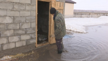 Фотография к новости: СҚО-да қорасын су басқан тұрғындардың малы арам өліп жатыр