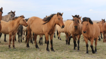 Фотография к новости: Ақтөбе облысында асылтұқымды жылқы саны артып келеді
