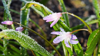 Фотография к новости: Қазақстанның көп бөлігінде үсік жүреді