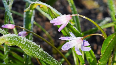 Қазақстанның көп бөлігінде үсік жүреді