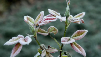 Фотография к новости: Бүгін еліміздің басым бөлігінде жаңбыр жауып, үсік жүреді
