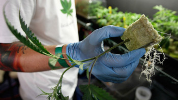 Фотография к новости: Түркістанда 1 келіден астам есірткіні үйінде сақтаған азамат ұсталды