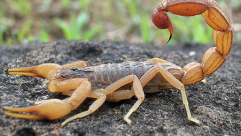 Фотография к новости: Шымкентте 12 адамды сарышаян шақты