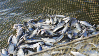 Фотография к новости: Елімізде «Уылдырық» науқаны басталды