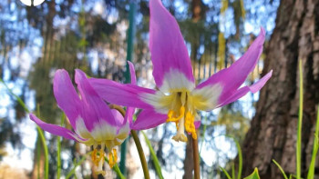 Фотография к новости: Алматыда сирек кездесетін Сібір қандығы гүлдеді