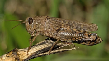 Фотография к новости: Түркістан облысында шегірткеге қарсы күрес күшейді