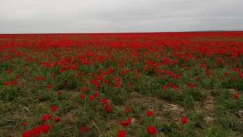 Фотография к новости: Қызғалдақ жұлғандарға 10 млн теңге айыппұл салынады