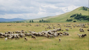 Фотография к новости: Павлодар облысында жайылым тапшылығы екі есе азайды