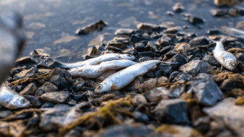 Фотография к новости: Қостанай облысында балық қырылып жатыр