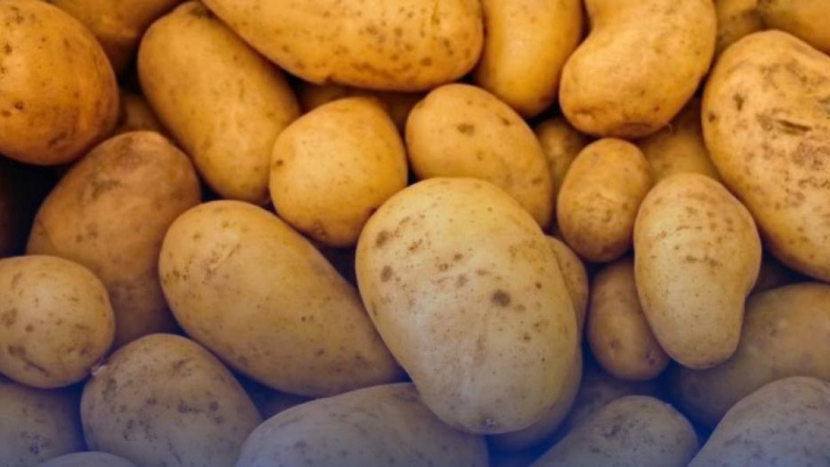 Қарағандыда картоп бағасы 30% арзандады