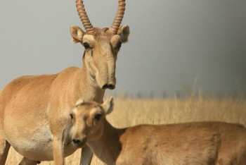 Ақбөкендерді қорғау: Блокбекеттер іске қосылып, мониторингтік топтар іске кірісті