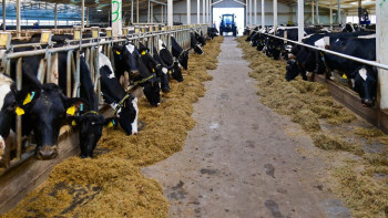 Фотография к новости: СҚО-да жаңа сүт фермасы іске қосылды