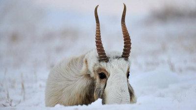 Қазақстанның екі облысында өлген ақбөкендердің 650 ұшасы табылды