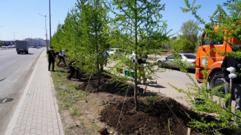 Фотография к новости: «Жасыл Астана»: елордада көктемгі экологиялық айлық басталды