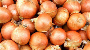 Фотография к новости: Қазақстан пияз экспортына салынған тыйымды алып тастады