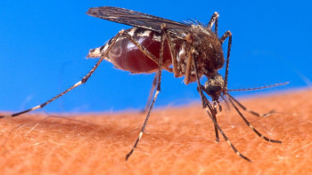 Фотография к новости: Маса арқылы жұғатын аурулардан қалай сақтануға болады?