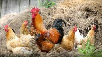 Фотография к новости: Қытайда тауықтарды өлгенше қорқытқан адам түрмеге қамалды