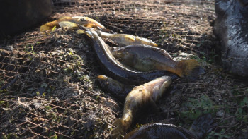 Фотография к новости: Павлодар облысында балық аулауға тыйым салынады