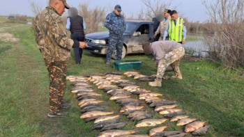 Фотография к новости: Түркістанда 150 келідей заңсыз ауланған балық тәркіленді