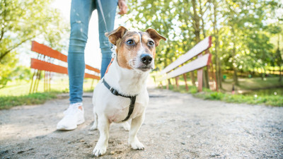 Алматыда итті көлікпен сүйрегендер ұсталды
