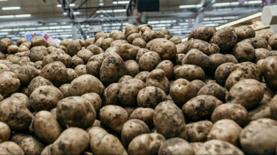 Картоп бағасы  170 теңге. Өнімнің 70% тұтынуға жарамсыз