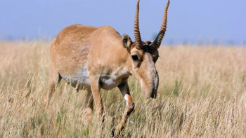 Фотография к новости: БҚО-да киіктер таскенеден қырылып жатыр