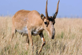 Фотография к новости: БҚО-да киіктер таскенеден қырылып жатыр