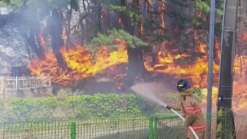 Фотография к новости: Оңтүстік Кореяда орман өртеніп жатыр