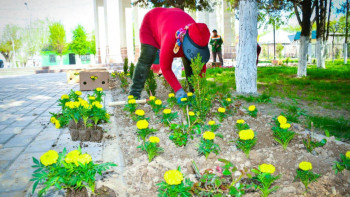 Фотография к новости: Түркістандағы елді мекендерге 500 мыңнан аса көшет егілді
