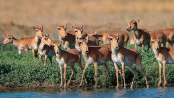 Фотография к новости: Атырау өңірінде «Киік-2023» табиғатты қорғау акциясы өтеді