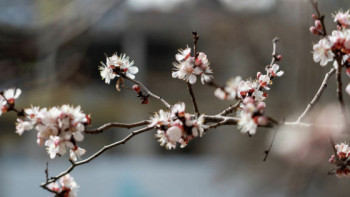 Фотография к новости: 12 сәуірге арналған ауа райы болжамы