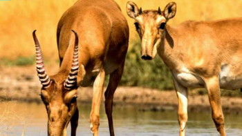 Фотография к новости: БҰҰ Қазақстандағы ақбөкен санын қалпына келтіру туралы фильм түсірді