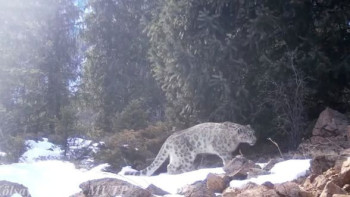 Фотография к новости: «Қызыл кітапқа» енген қар барысы фототұзаққа ілінді