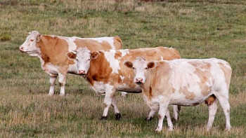 Фотография к новости: Қарағанды облысында ірі қарадан құтырма ауруы анықталды