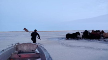 Фотография к новости: Ақмола облысында бір табын жылқы құтқарылды